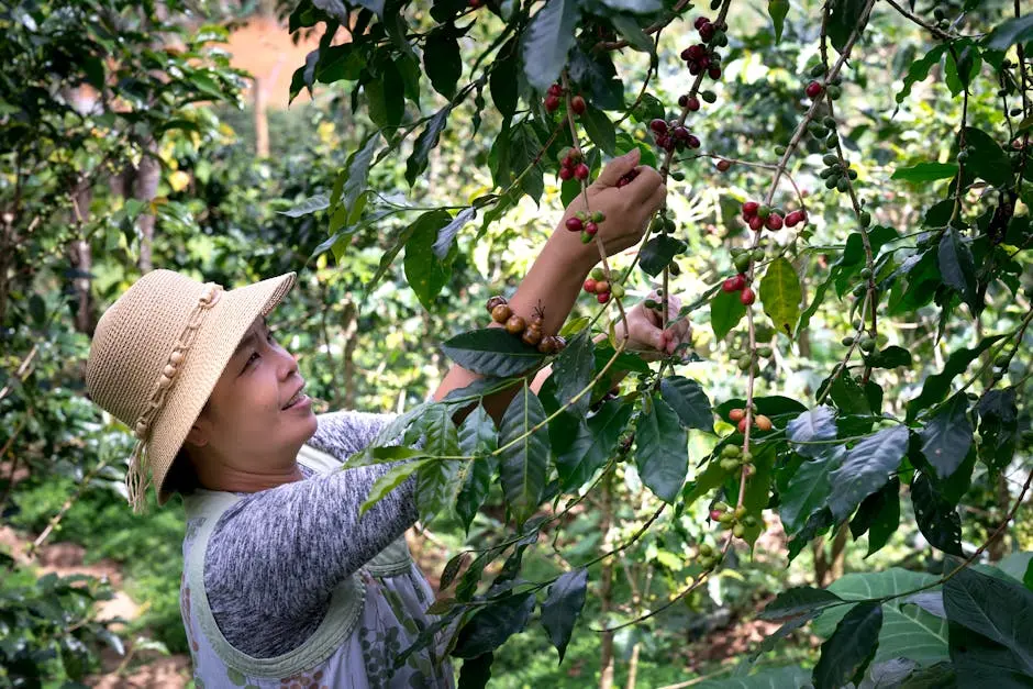 Woman carefully picking fresh coffee berries in a lush green garden, showcasing the harvest season.