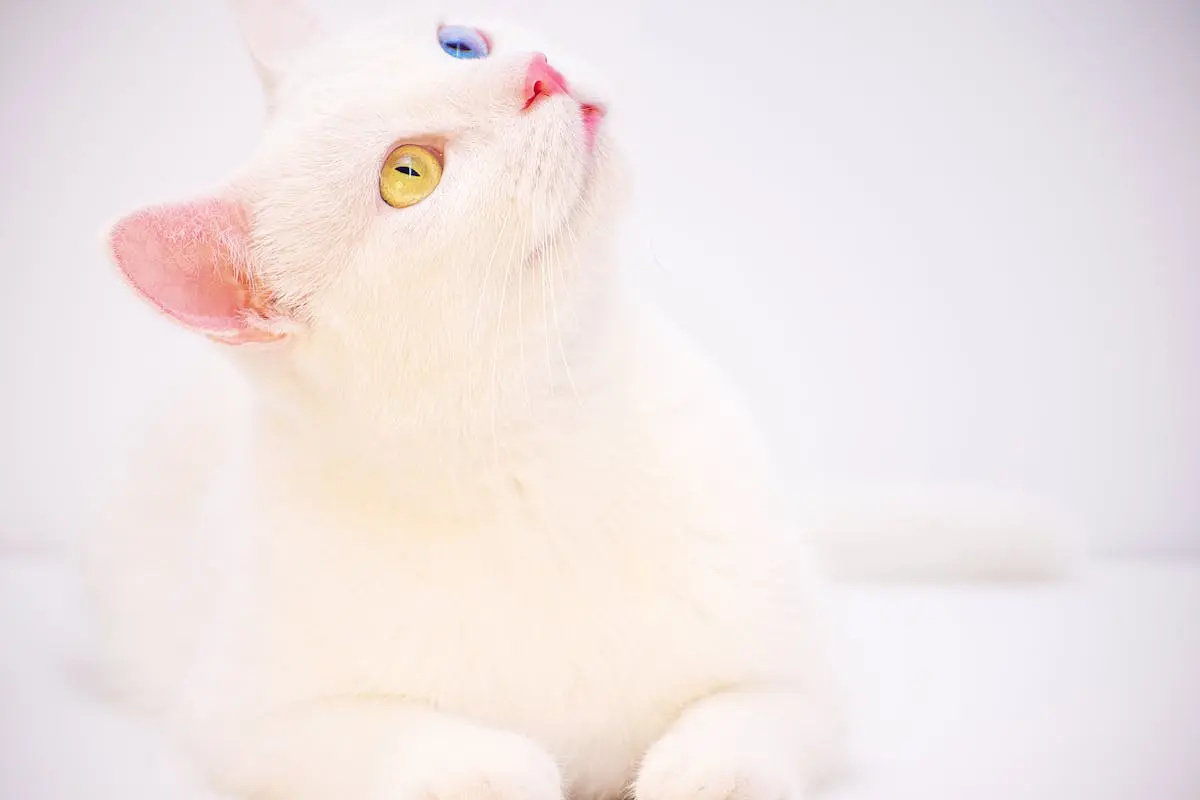 Odd-eyed White Cat