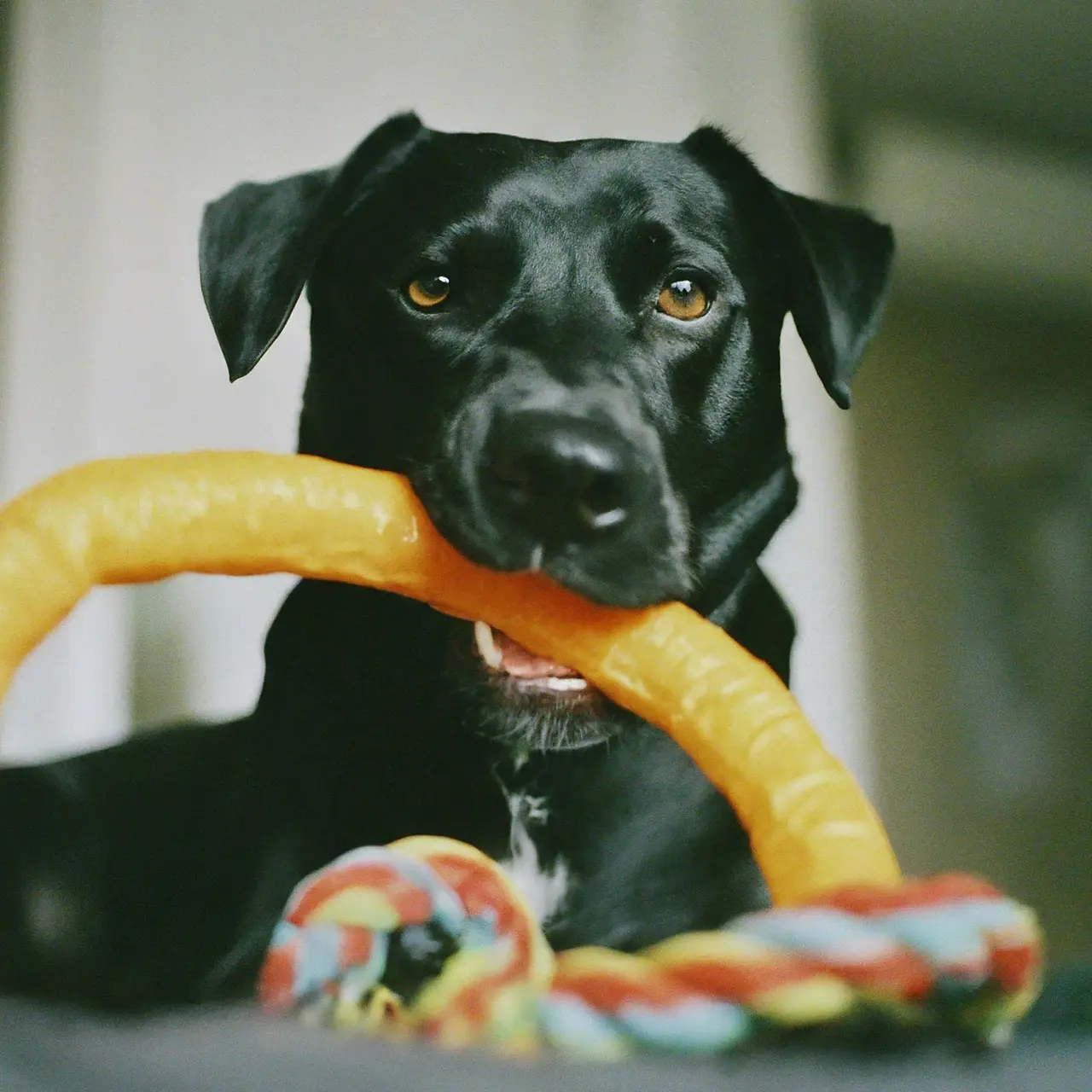 A playful dog joyfully interacting with a colorful toy. 35mm stock photo