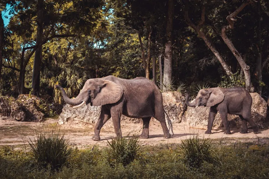 Two elephants walking through a field of trees