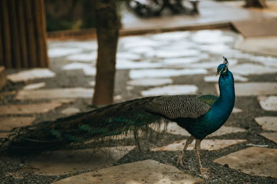 A Peacock on a Stone Flooring