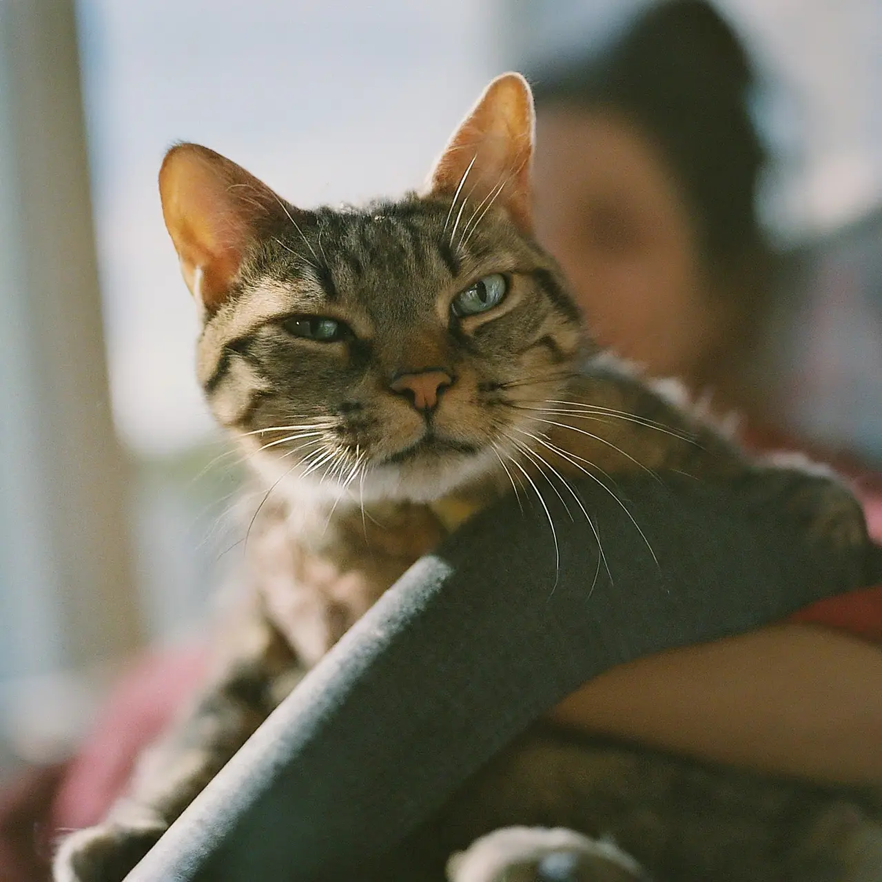 A cat sitter playing with a happy, relaxed cat. 35mm stock photo