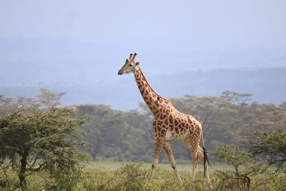 Giraffe on Savannah