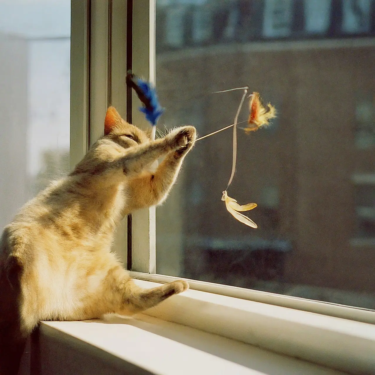 A cat chasing a feather toy on a sunny window ledge. 35mm stock photo