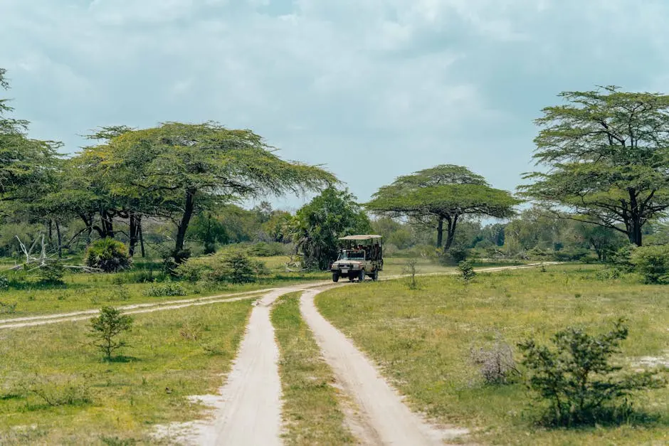 Safari vehicle driving through a lush African landscape with acacia trees on an unpaved road.