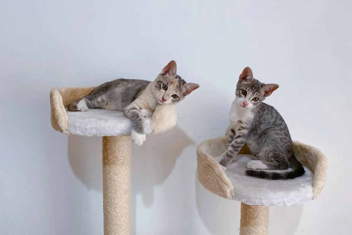 Kittens on a Cat Tree