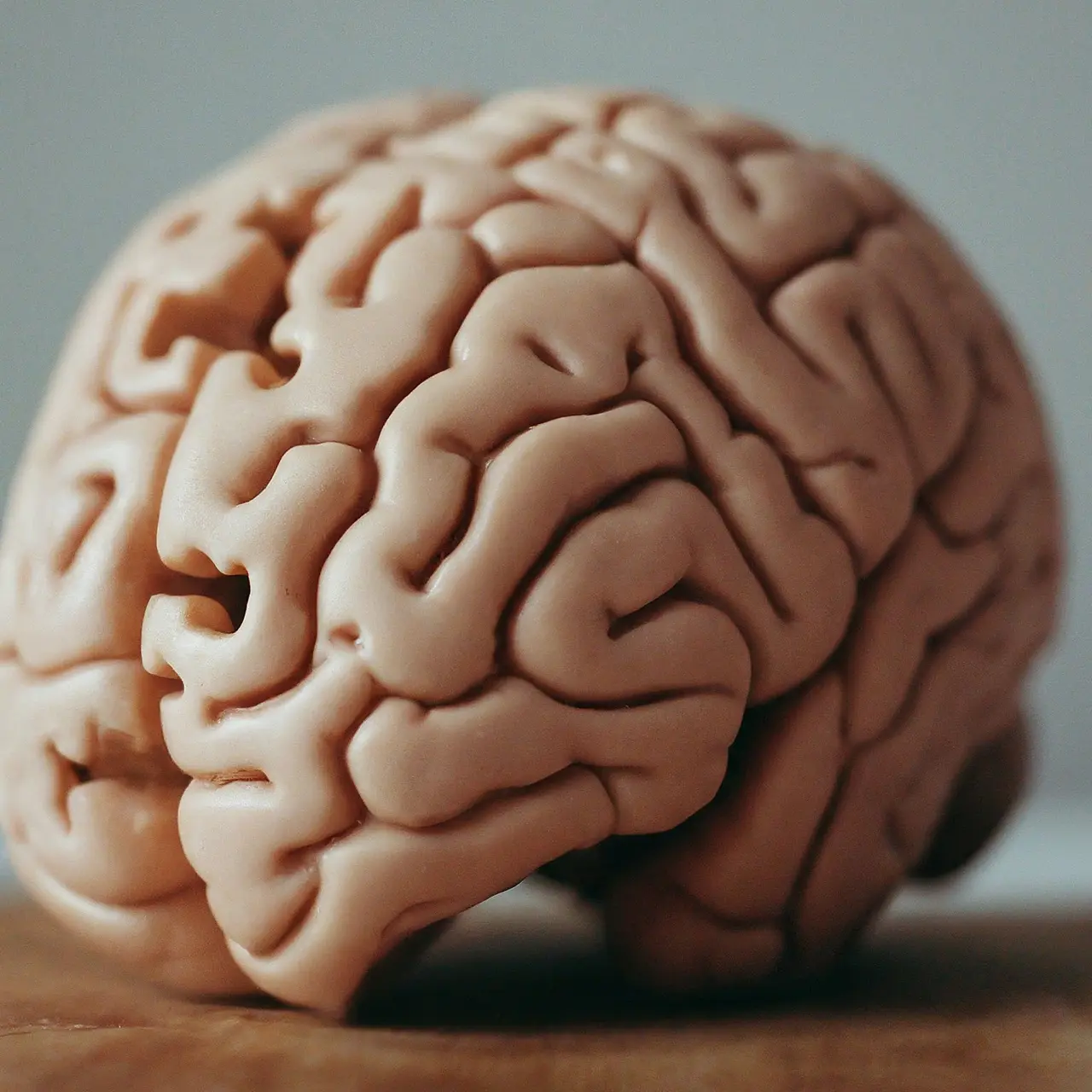 Close-up of a brain model with puzzle pieces missing. 35mm stock photo