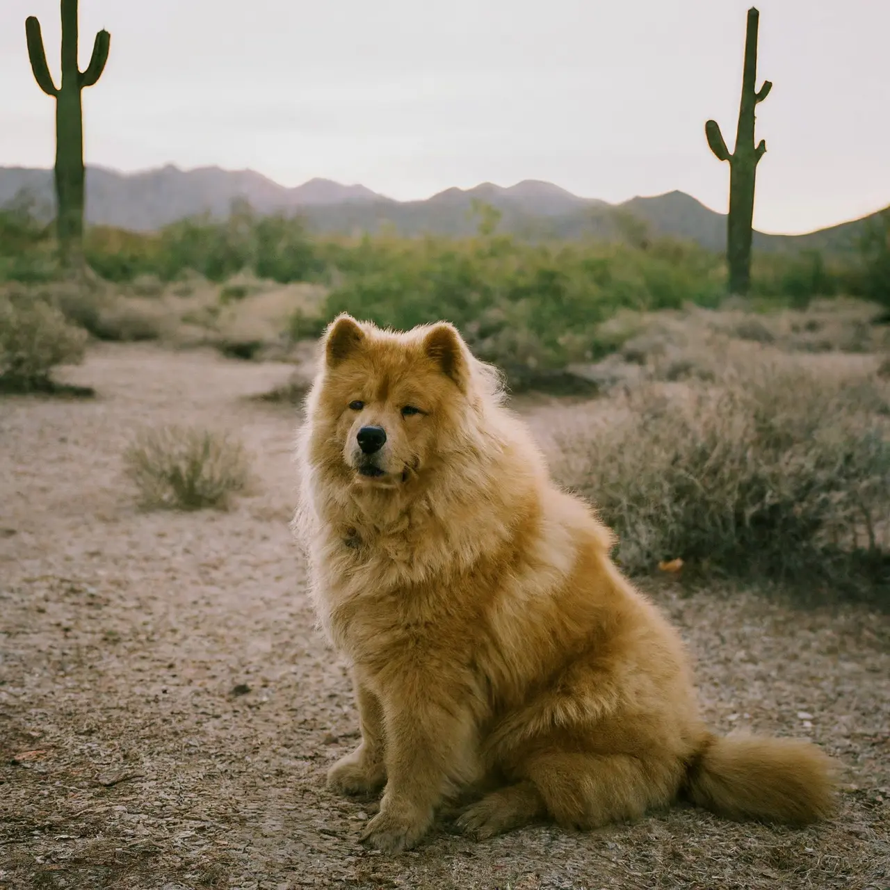 A fluffy dog in a desert landscape with cacti. 35mm stock photo
