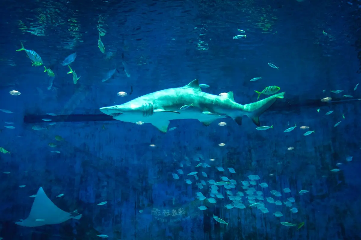 Photo Of Grey Shark in ana acquarium