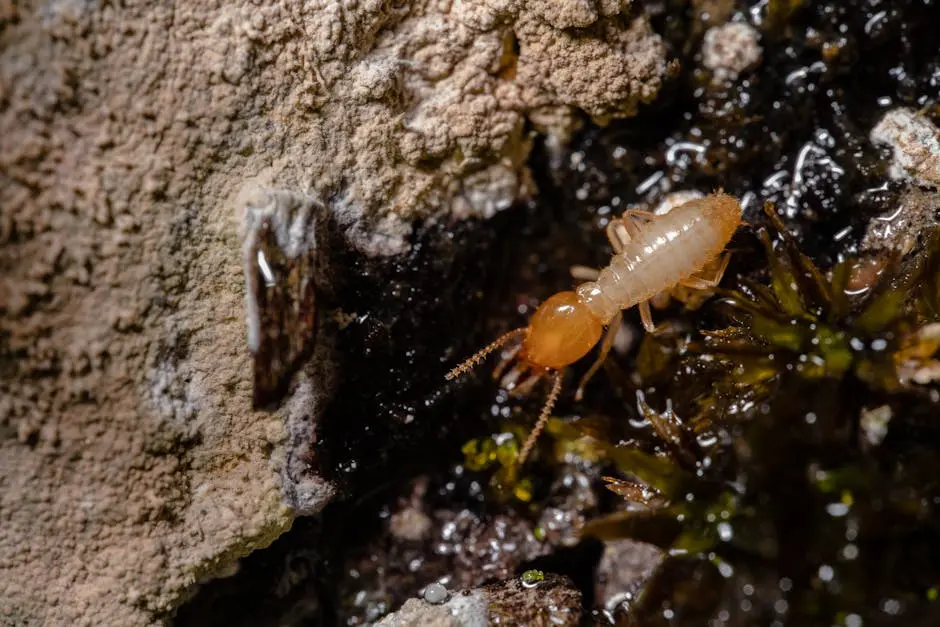 Detailed macro shot of a termite on wood, showcasing insect behavior and texture.