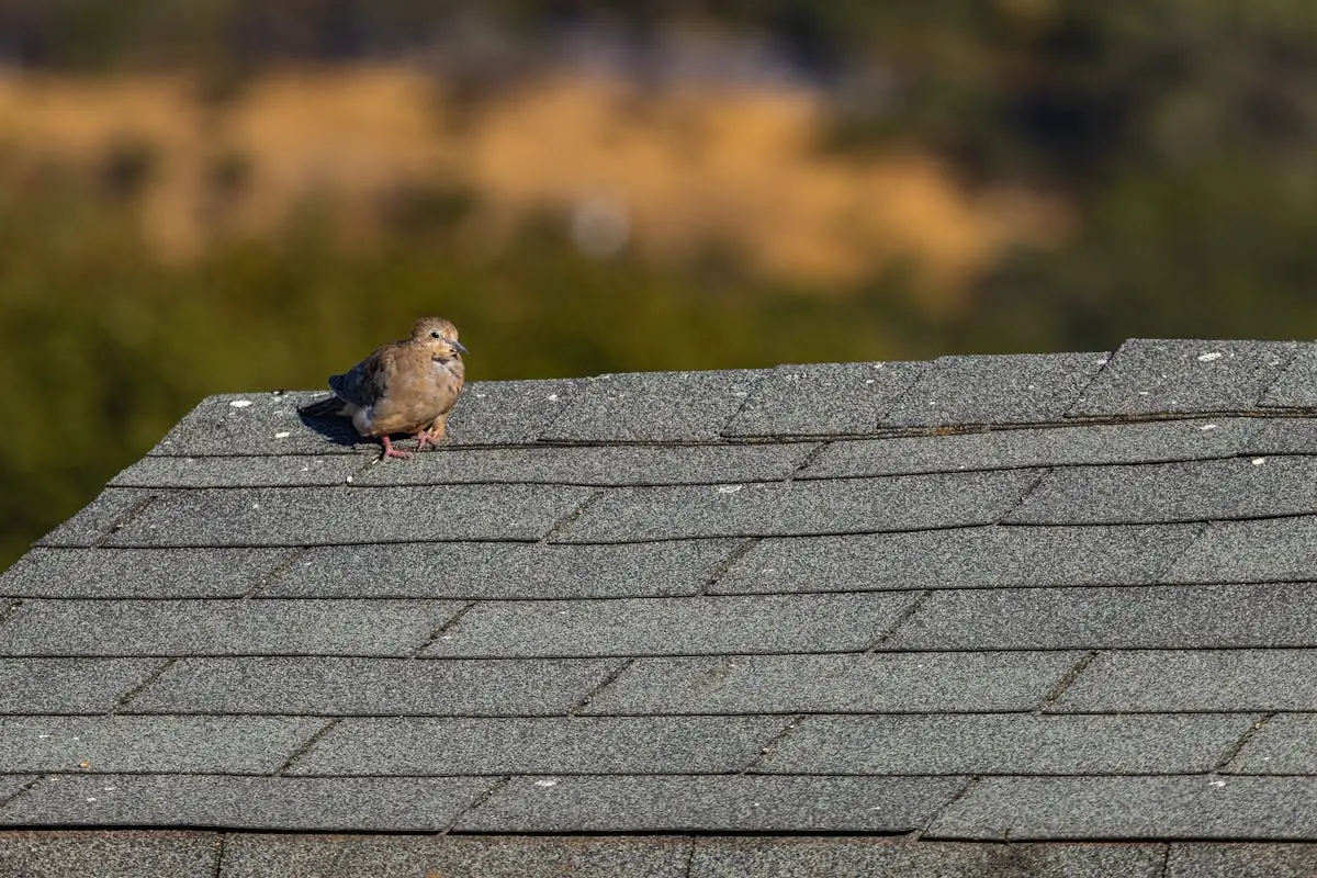 A lone mourning dove perched on a shingle rooftop under clear skies.