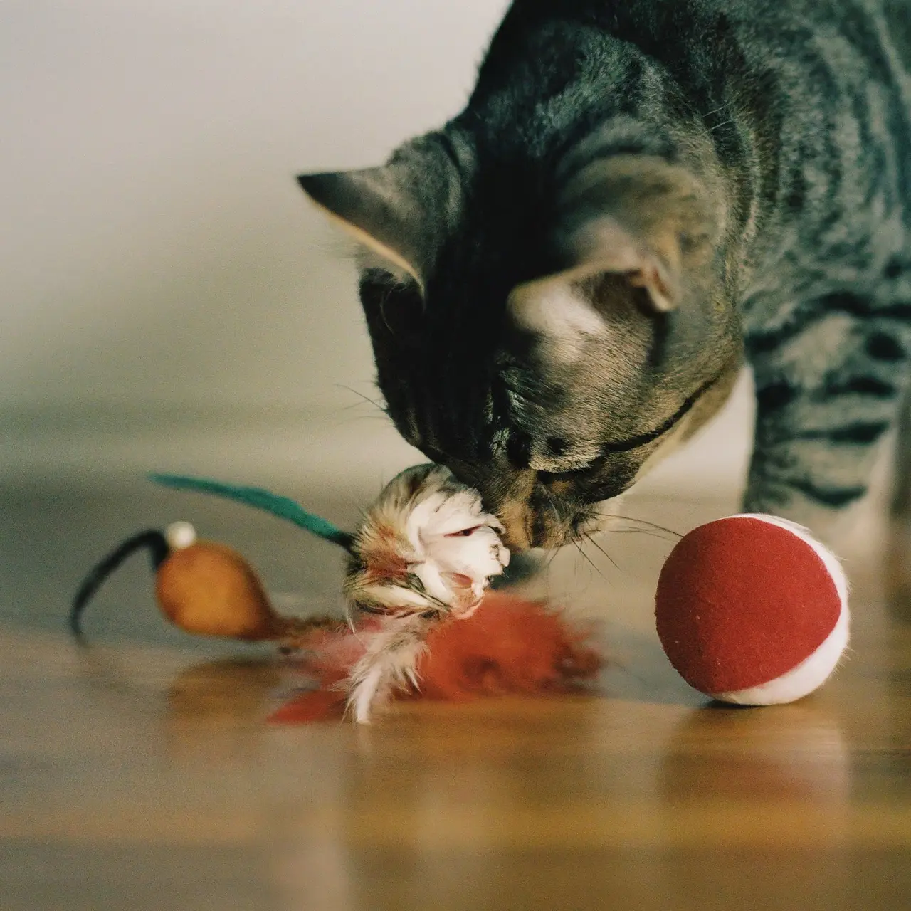 A cat playing with a variety of interactive toys. 35mm stock photo