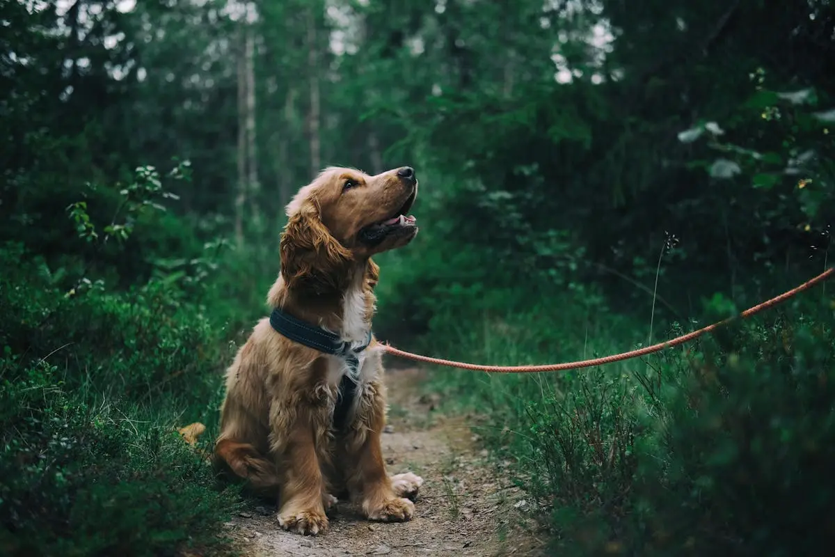 From Farm to Fido: The Journey of High-Quality Organic Dog Treats – Fuzz