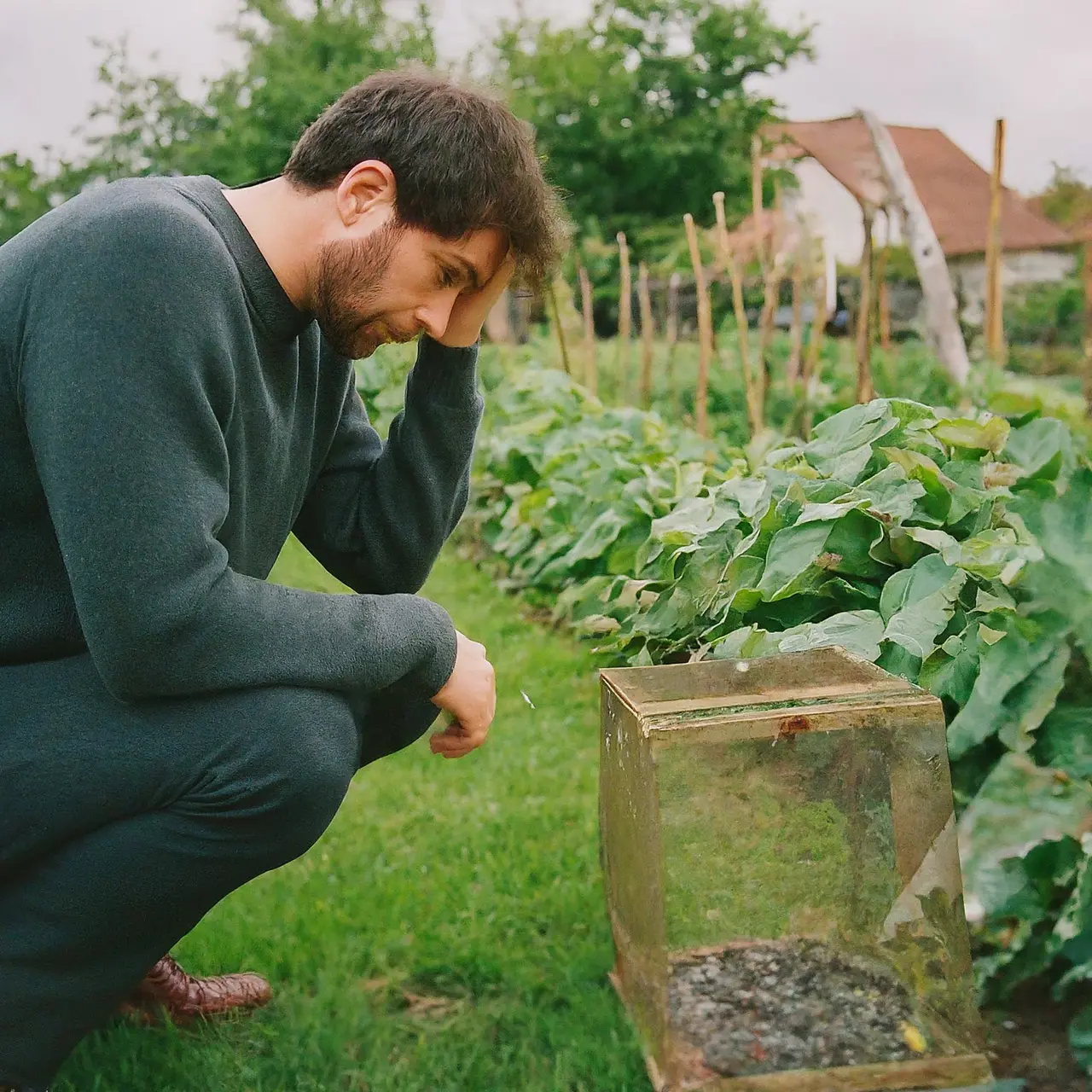 A frustrated homeowner looking at a wildlife trap in garden. 35mm stock photo