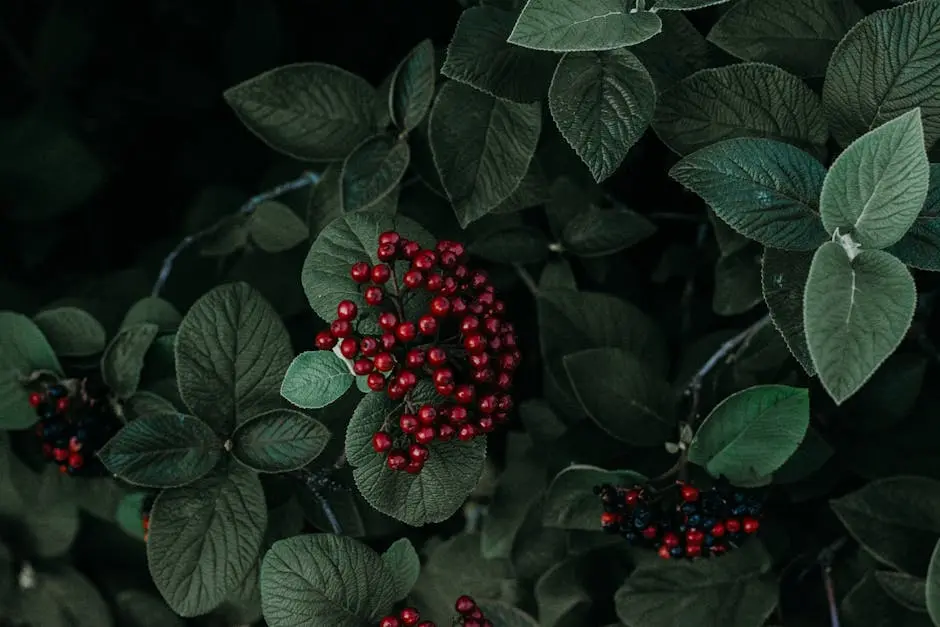 Close-up of vivid red berries on dark green foliage, creating a moody garden scene.