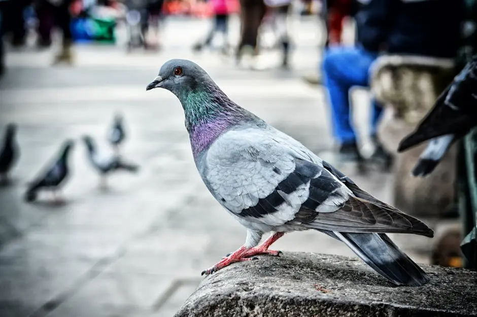 A detailed view of a pigeon perched on a stone ledge in a city environment.