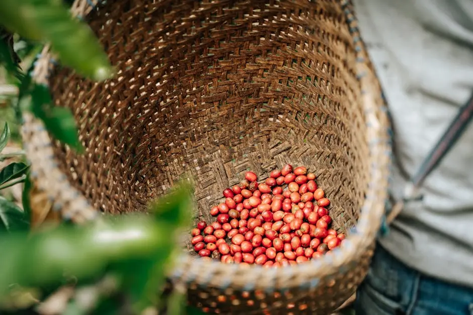 Close-up of red coffee cherries in a woven basket during harvest in Ecuador.