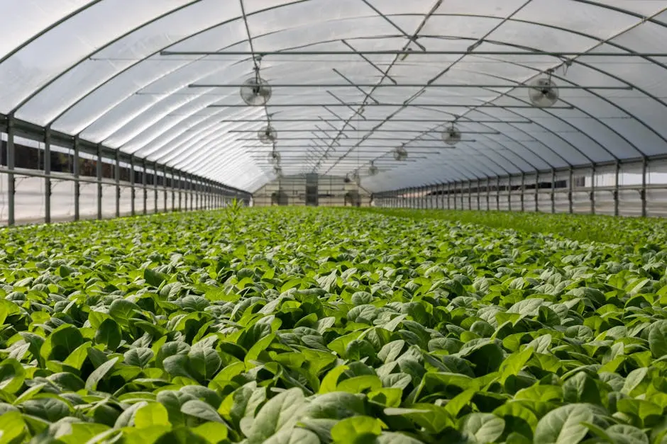 Explore a vibrant indoor greenhouse filled with fresh green plants ready for harvest.