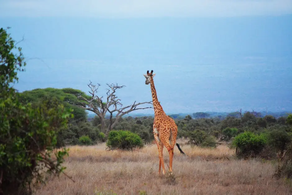 A tall giraffe wanders the vast savanna of Kenya, showcasing its unique elegance amidst the wild.