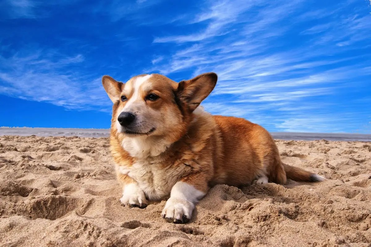 Corgi Lying on the Sand Under White Cloud Blue Sky