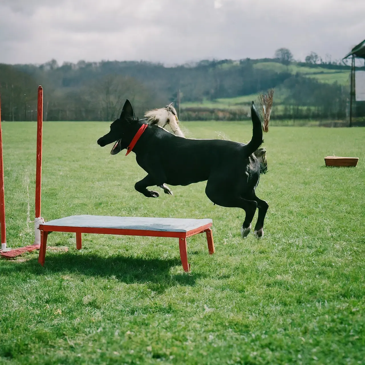 A dog leaping through an obstacle course in a field. 35mm stock photo