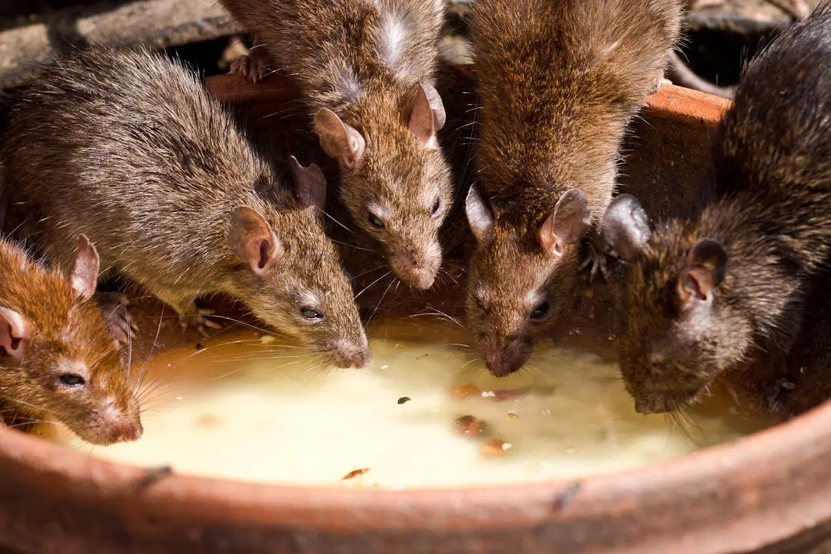 Bunch of Rats Feeding From a Bowl