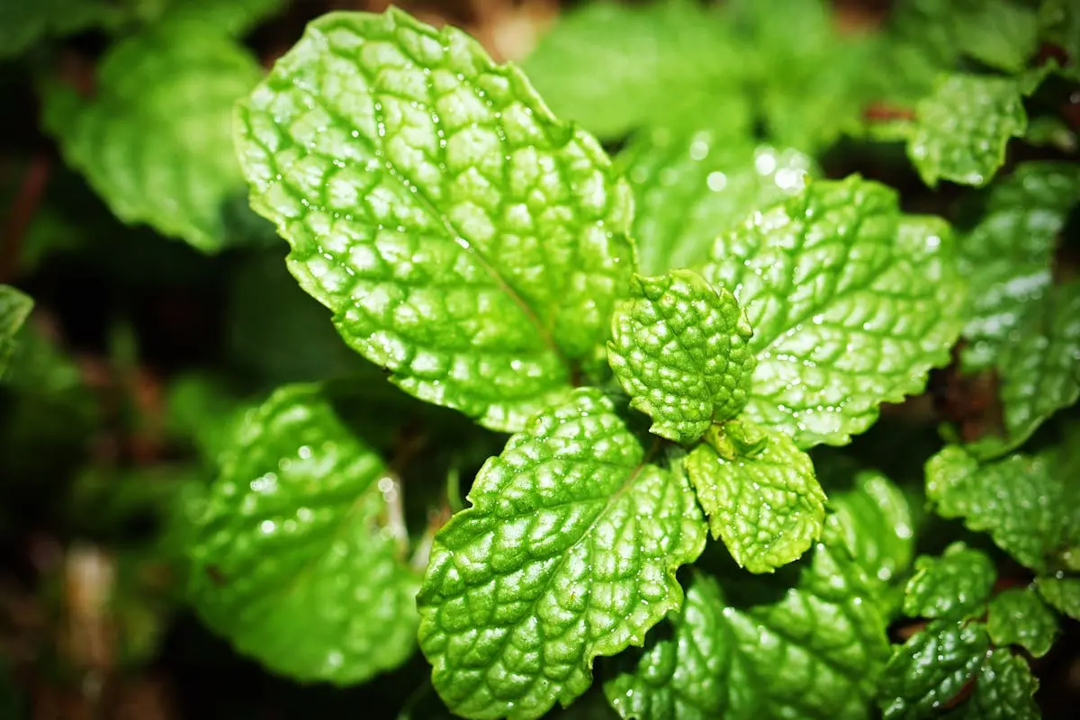 Green Mint Photo