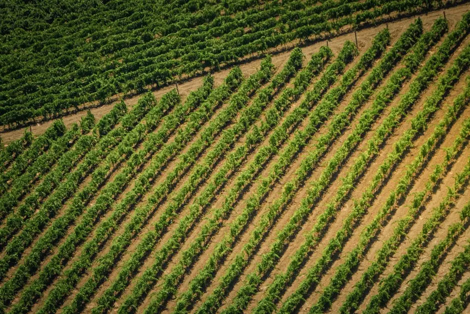 An aerial view of a vineyard with rows of vines