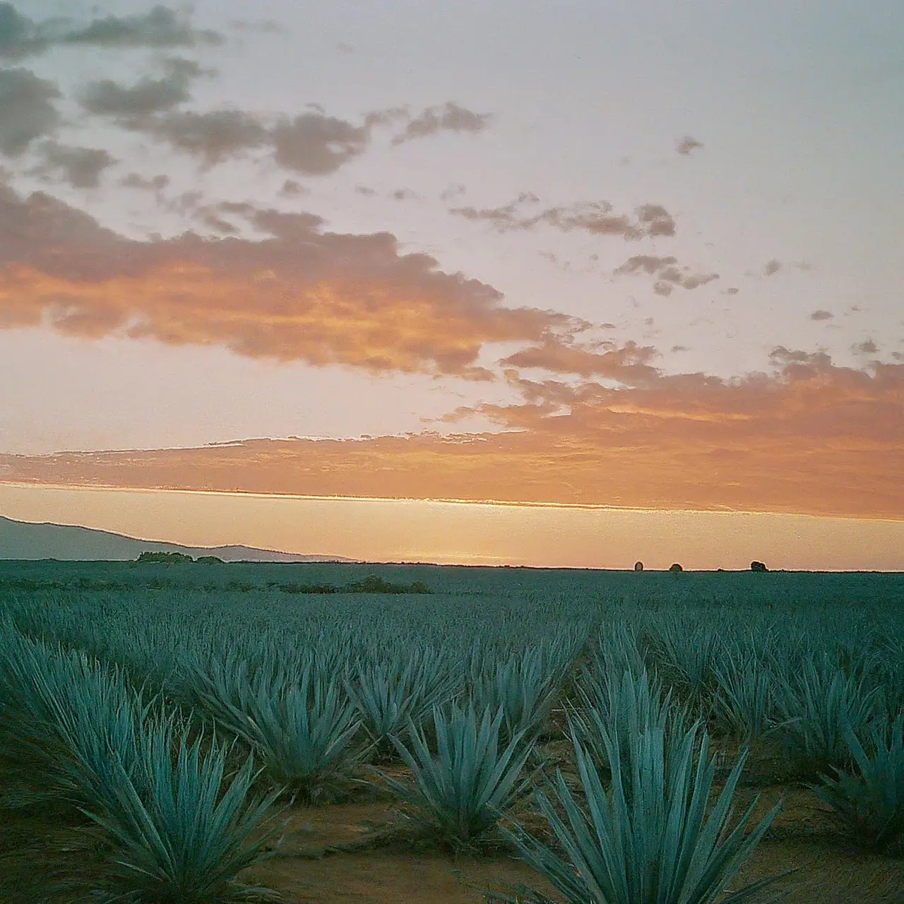 Agave fields with a stunning sunset in the background. 35mm stock photo