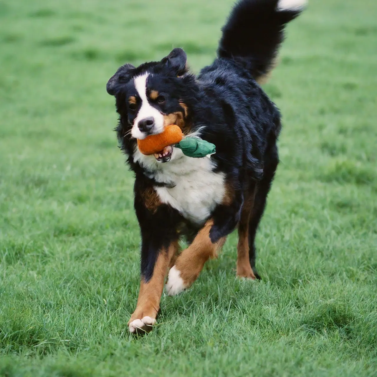 A Bernese Mountain Dog playing with a toy in grass. 35mm stock photo