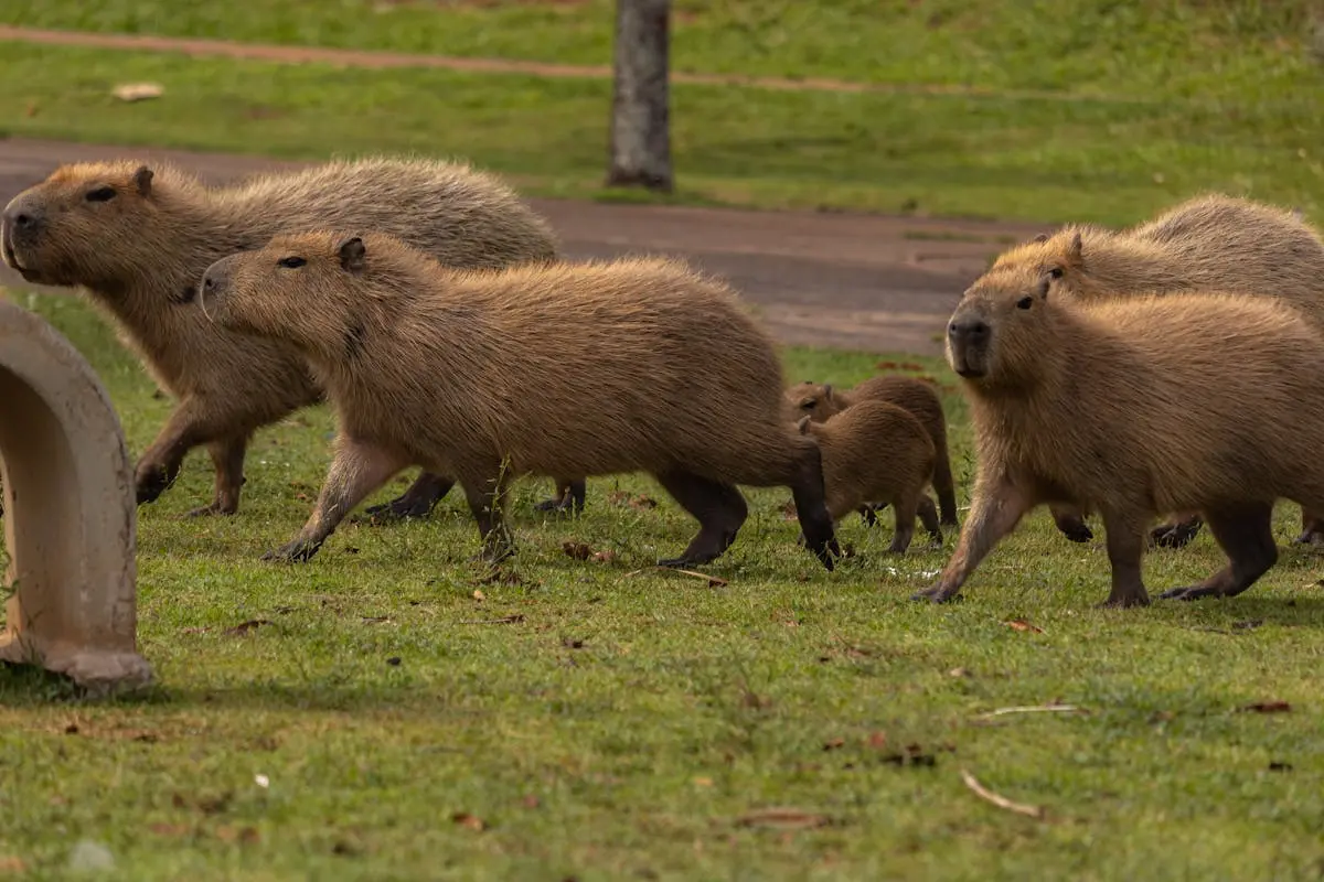 Flock of Capybaras Walking in Park showing the capybara plush toy