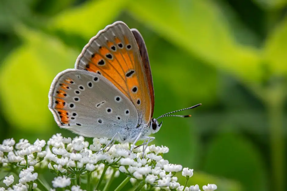 A small orange butterfly sitting on top of some white flowers