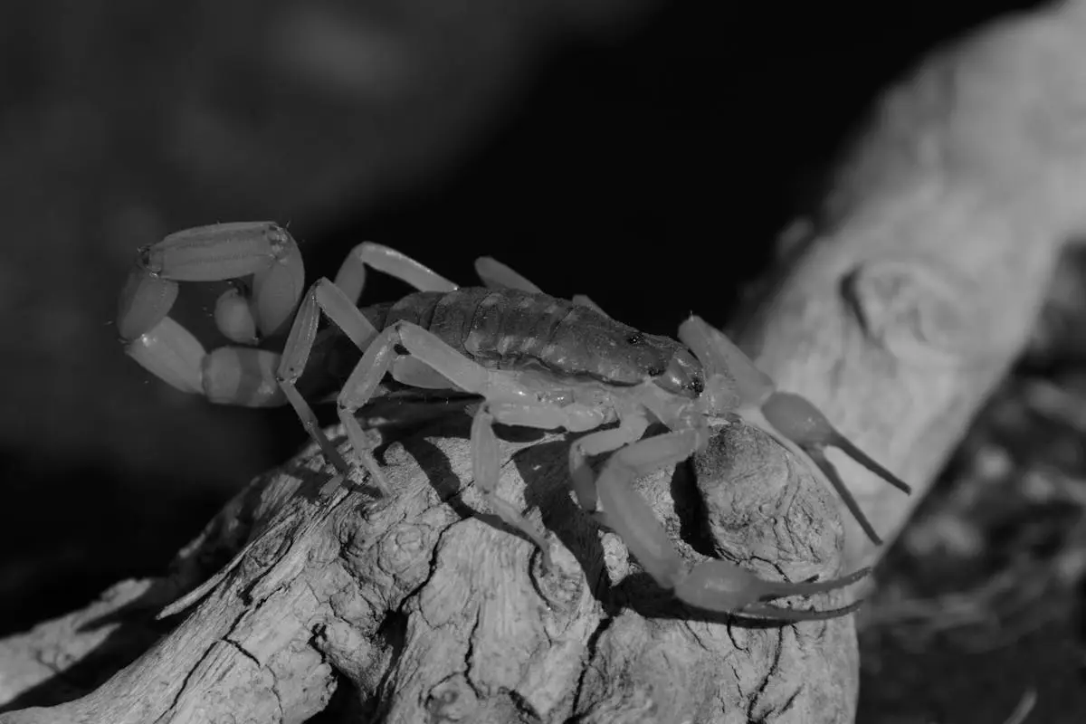 A Grayscale of a Striped Bark Scorpion on a Log
