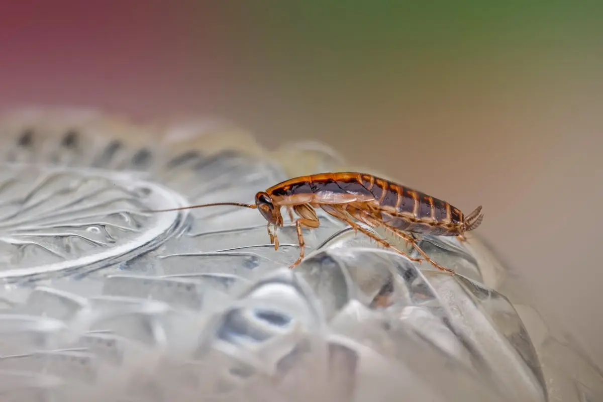 Close up of a Cockroach