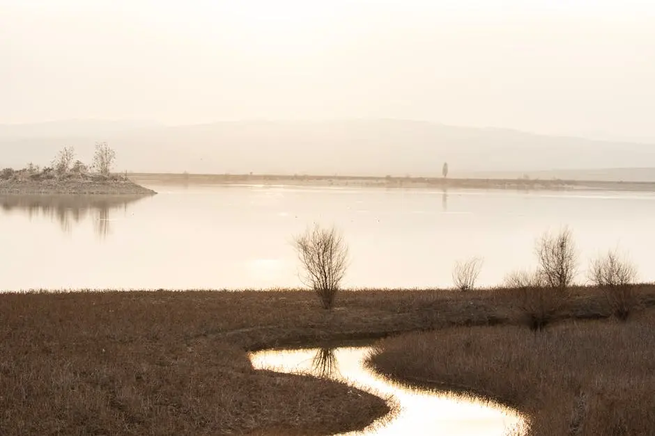 Short Trees by Lake at Sunset