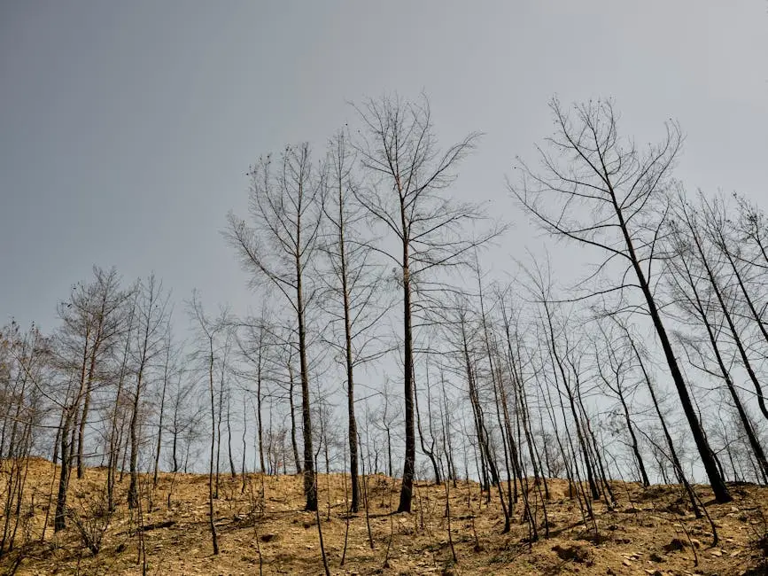 A landscape of bare, burnt trees standing lifeless after a wildfire, depicting nature’s resilience.