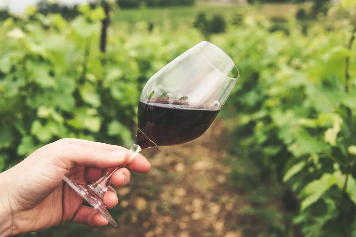 Hand holding a wine glass filled with red wine in a lush vineyard in Bourgogne, France.