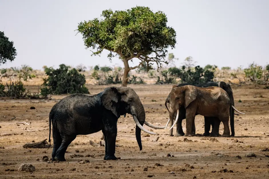 Two African elephants with long tusks in the savanna, showcasing wildlife in natural habitat.