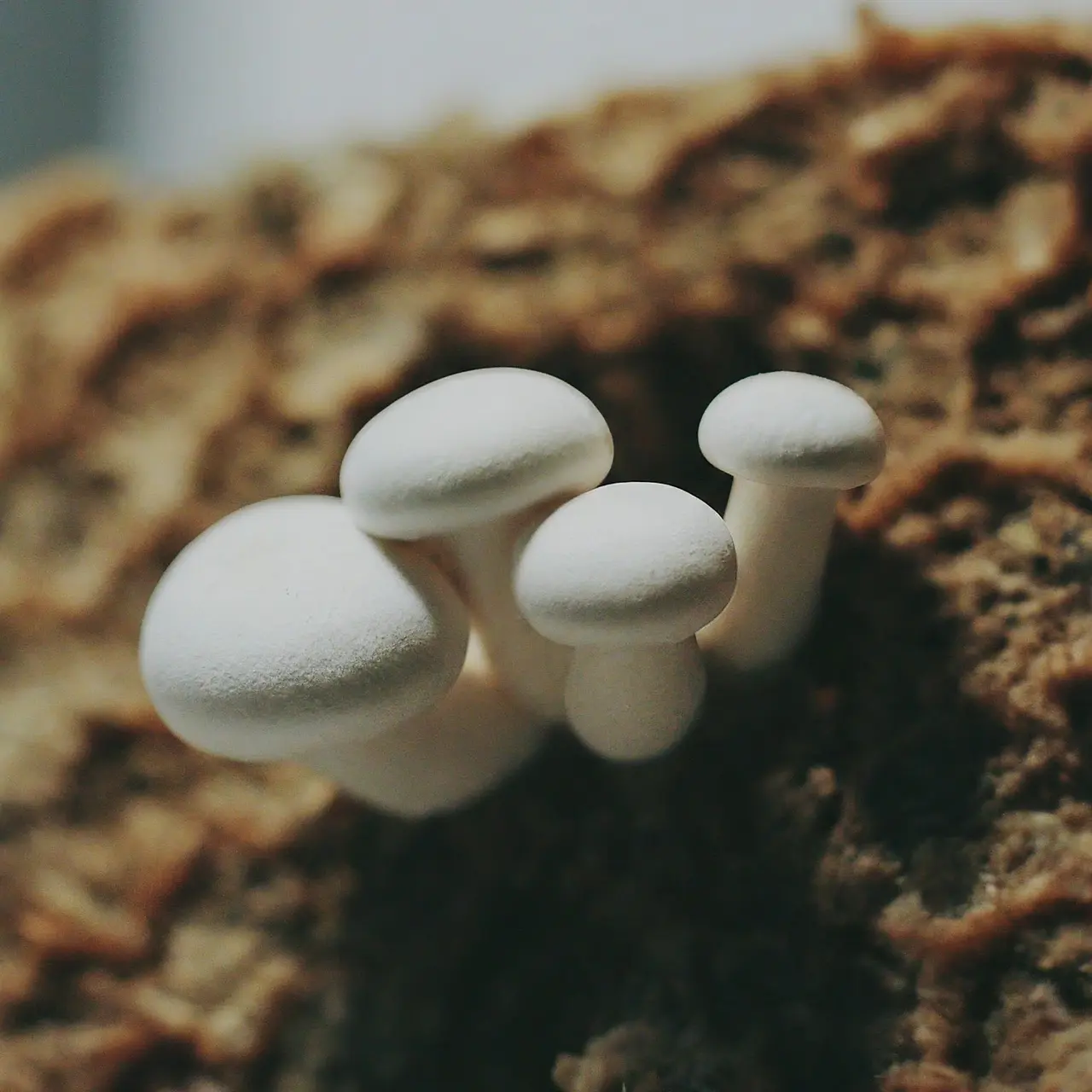 Fresh mushrooms growing on a substrate block. 35mm stock photo