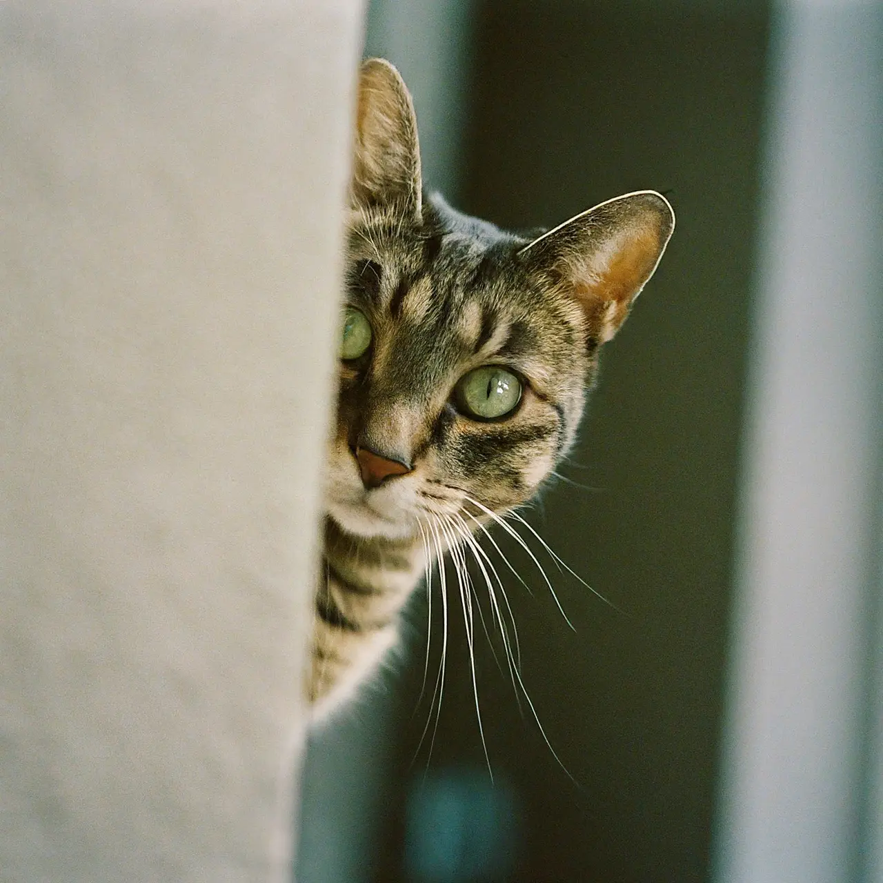 A curious cat peeking around a corner. 35mm stock photo