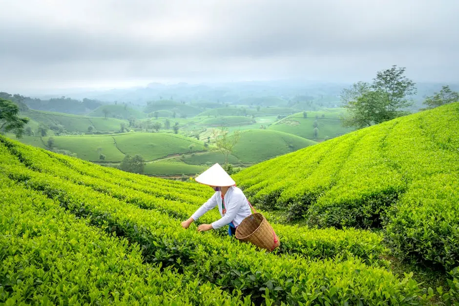 Smiling Woman Picking Tea Leaves on a Tea Plantation