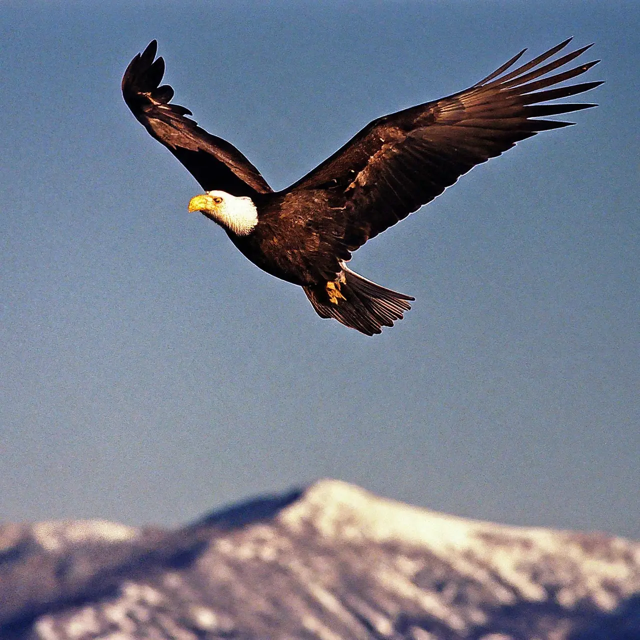 An eagle soaring high above mountaintops against a clear sky. 35mm stock photo