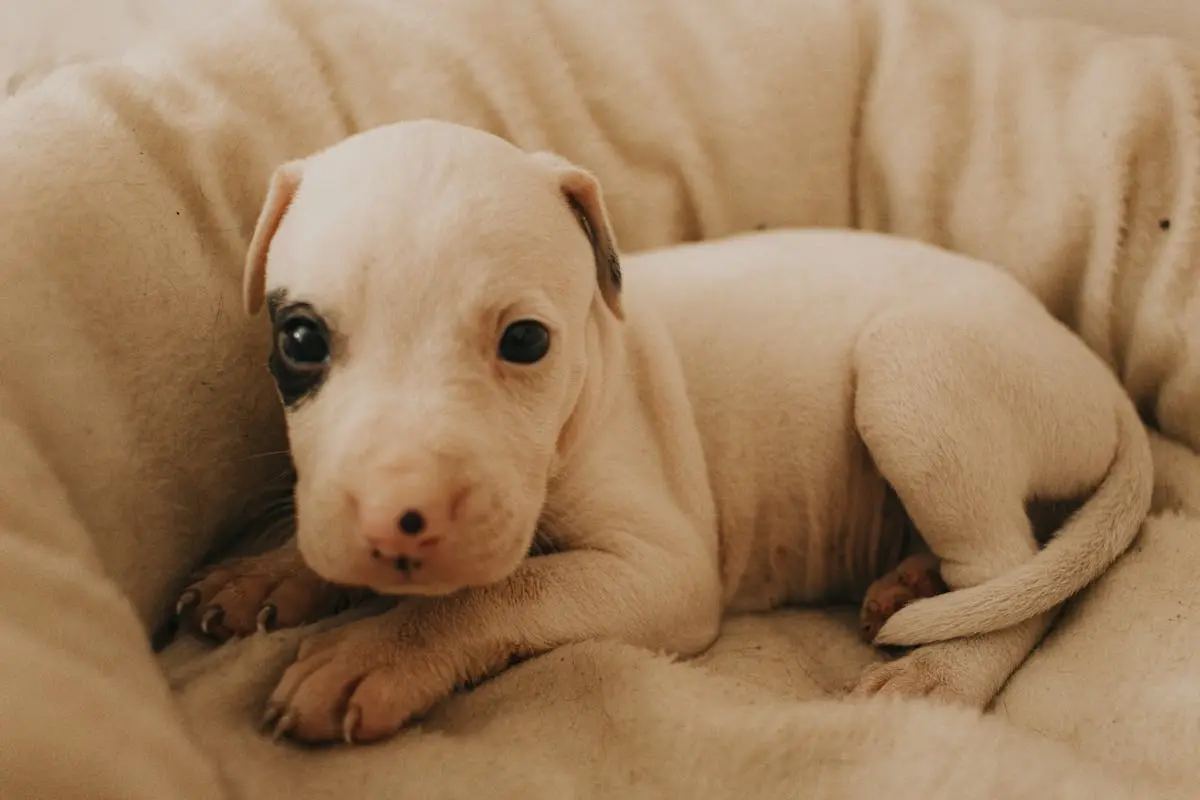 Puppy in a Dog Bed 