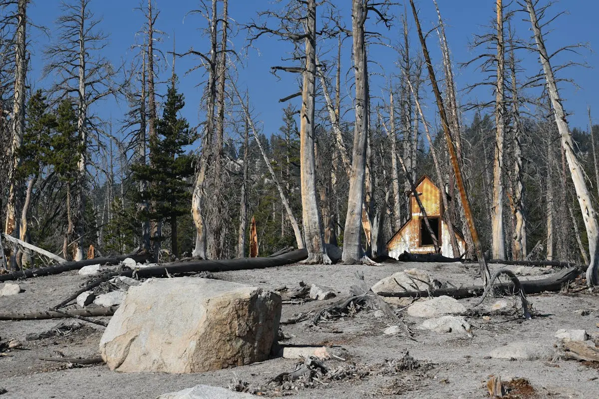 Dead Trees and a Wooden Cabin near Horseshoe Lake, California, USA