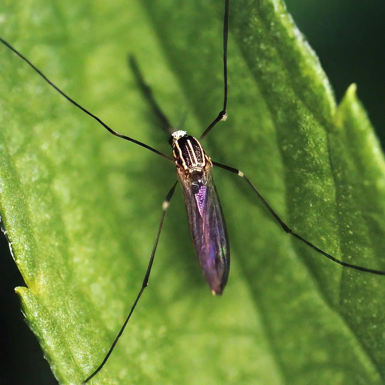 Close-up of a mosquito on a green leaf. 35mm stock photo