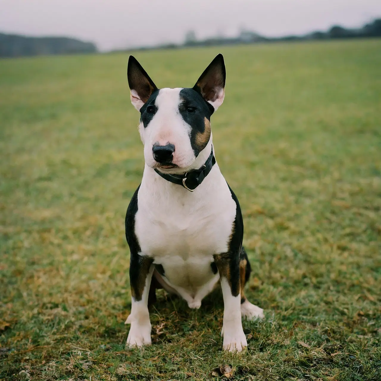 Bull Terrier sitting attentively on a grassy field. 35mm stock photo