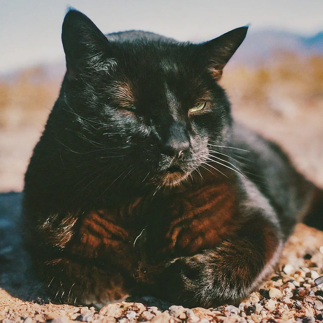 A black cat lounging in the Nevada desert sun. 35mm stock photo